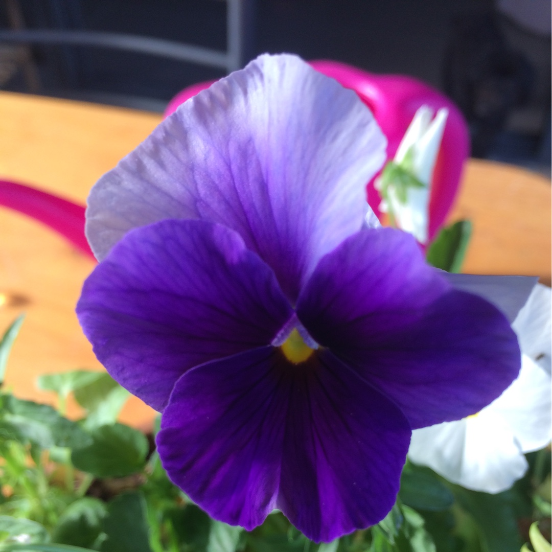 Viola Space Crystal in the GardenTags plant encyclopedia