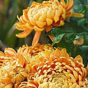 Chrysanthemum Allouise Orange in the GardenTags plant encyclopedia