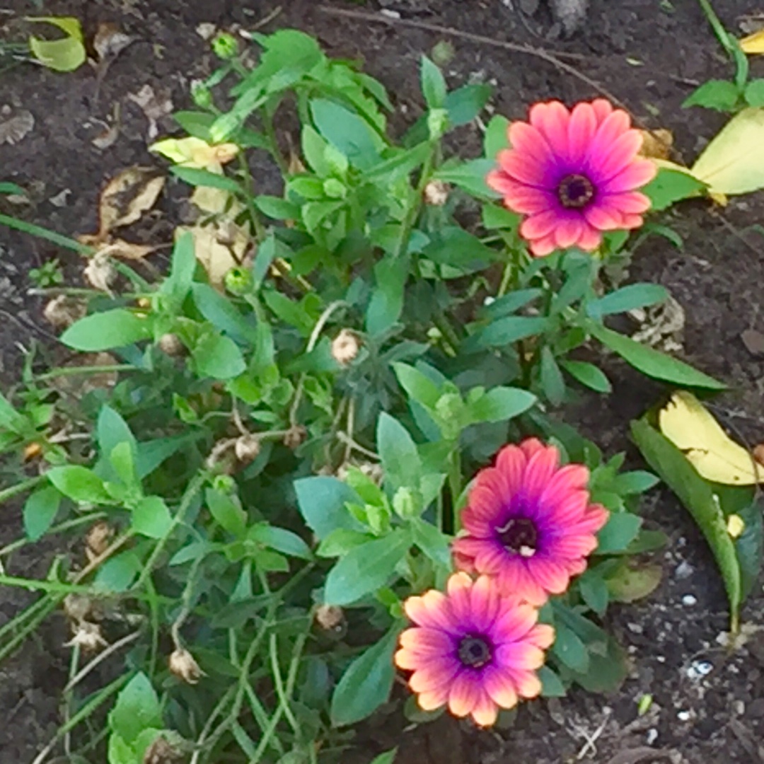 African daisy Zion Copper Amethyst in the GardenTags plant encyclopedia