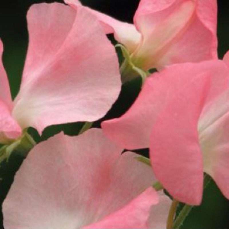 Sweet pea Princess Elizabeth in the GardenTags plant encyclopedia