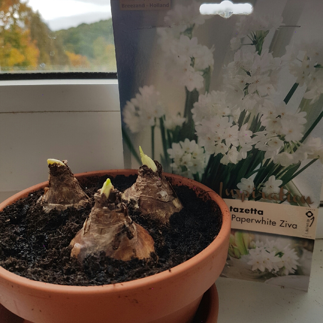 Daffodil Ziva (Tazetta) in the GardenTags plant encyclopedia