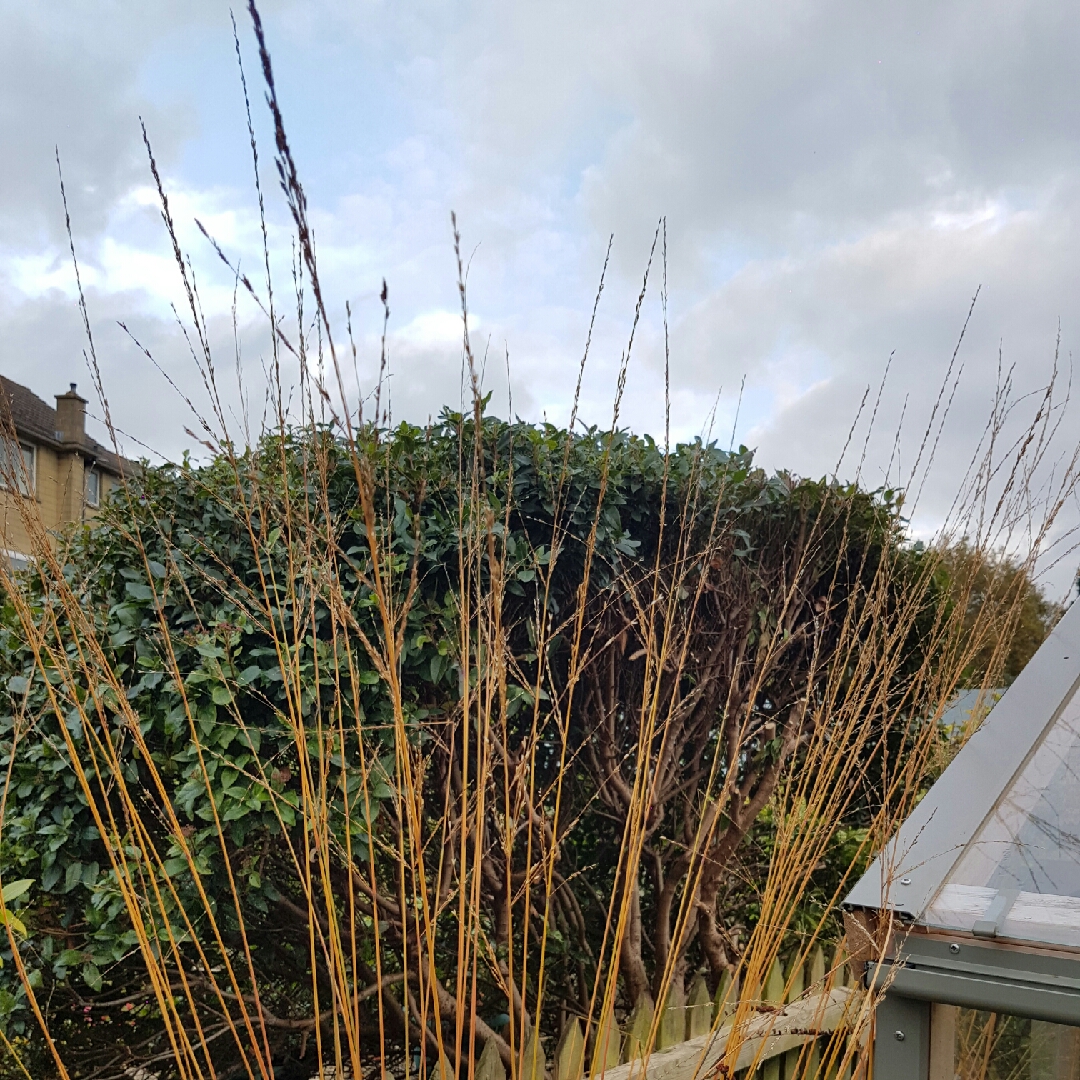 Purple Moor Grass Skyracer in the GardenTags plant encyclopedia