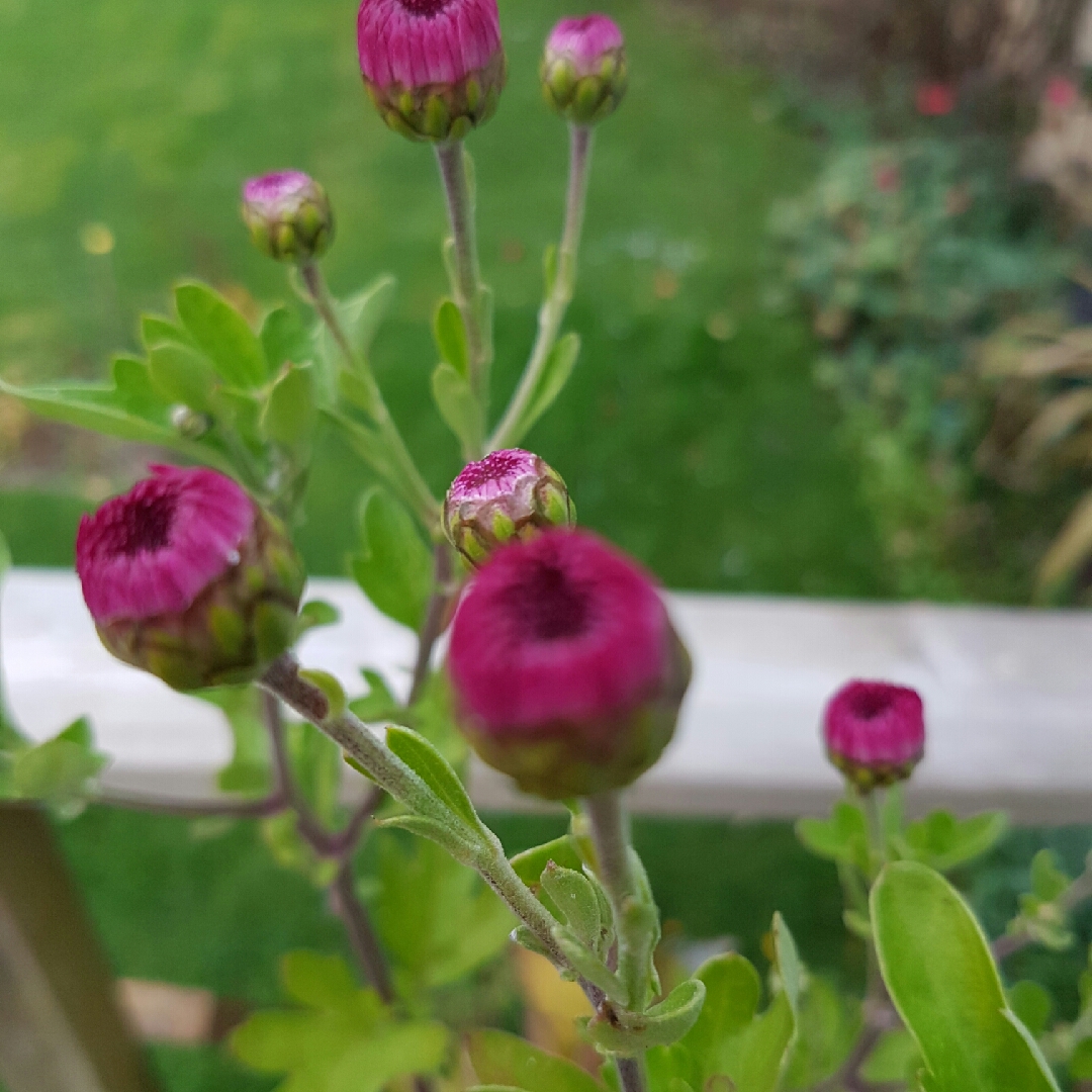 Chrysanthemum Lollipop Purple in the GardenTags plant encyclopedia