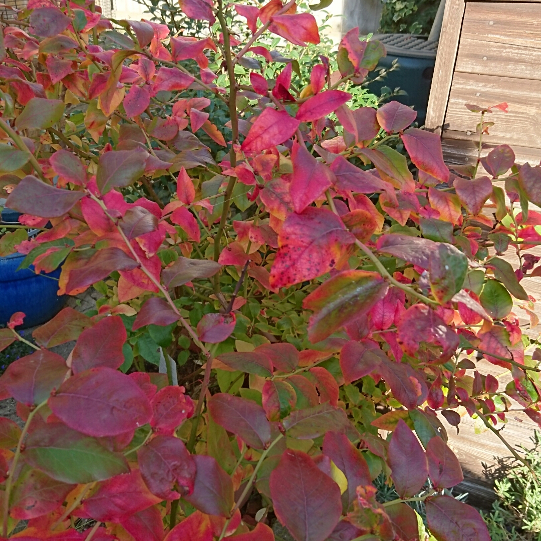 Blueberry Bluetta in the GardenTags plant encyclopedia