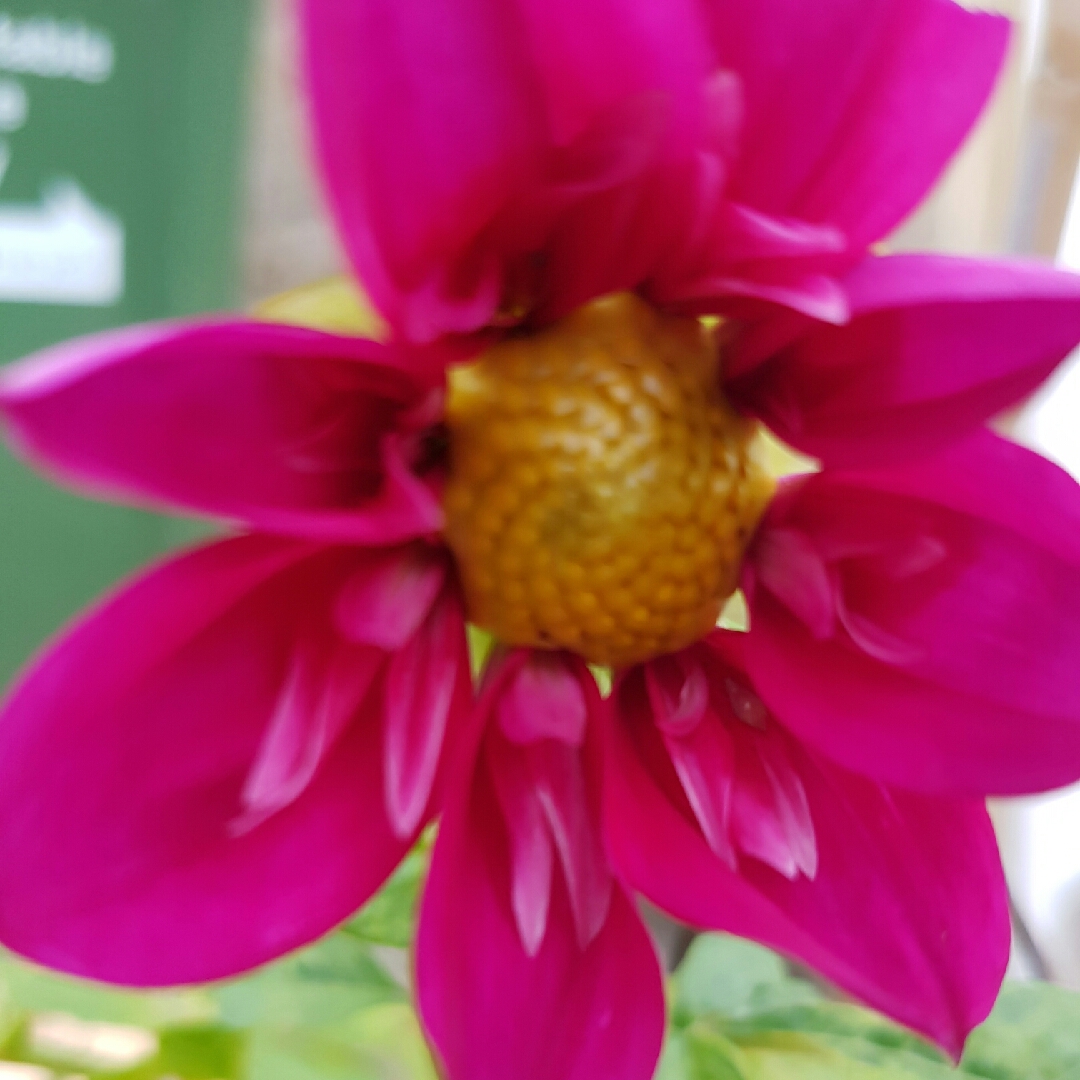 Dahlia Scarlett Claire in the GardenTags plant encyclopedia