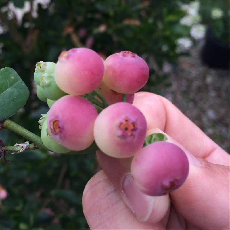 Blueberry Pink Lemonade in the GardenTags plant encyclopedia