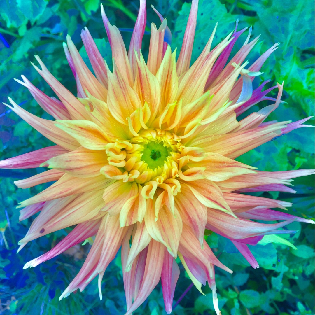 Dahlia Show And Tell in the GardenTags plant encyclopedia