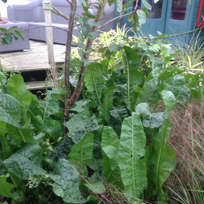 Horseradish in the GardenTags plant encyclopedia