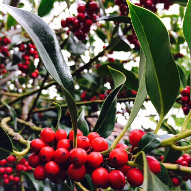 Dahoon Holly Tree in the GardenTags plant encyclopedia