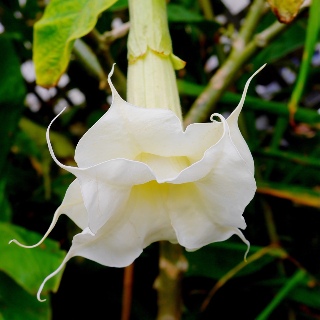 Angels Trumpet Lemon Meringue in the GardenTags plant encyclopedia