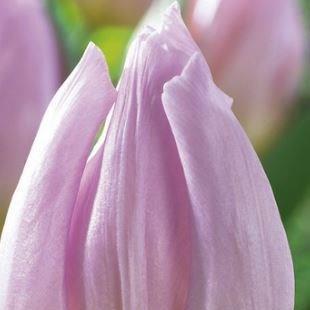 Tulip Candy Prince (Single Early) in the GardenTags plant encyclopedia