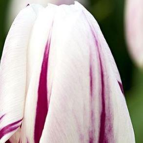 Tulip Flaming Flag (Triumph) in the GardenTags plant encyclopedia