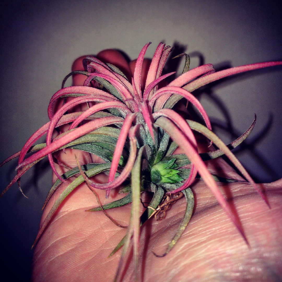 Airplant (Species) Tillandsia kolbii in the GardenTags plant encyclopedia