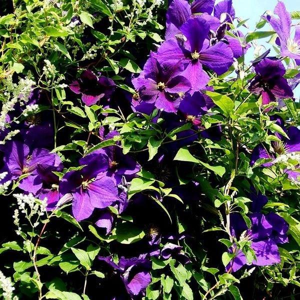 Clematis Jackmanii Superba in the GardenTags plant encyclopedia