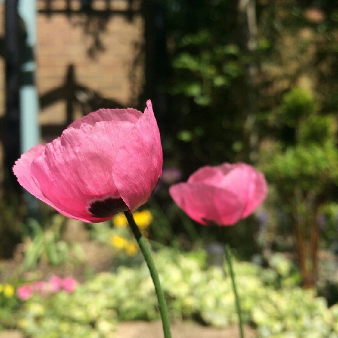 Poppy Pink in the GardenTags plant encyclopedia