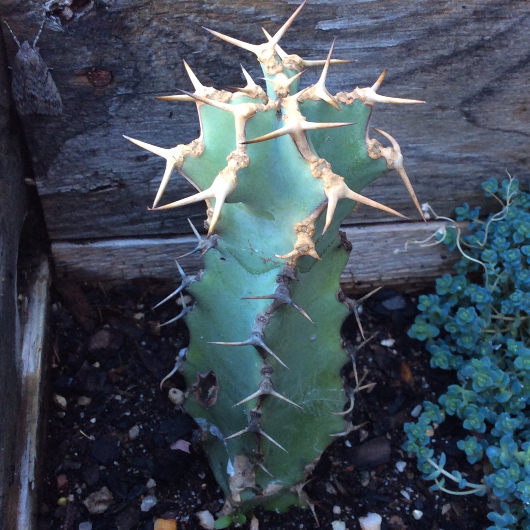 Sweet Noor Succulent in the GardenTags plant encyclopedia