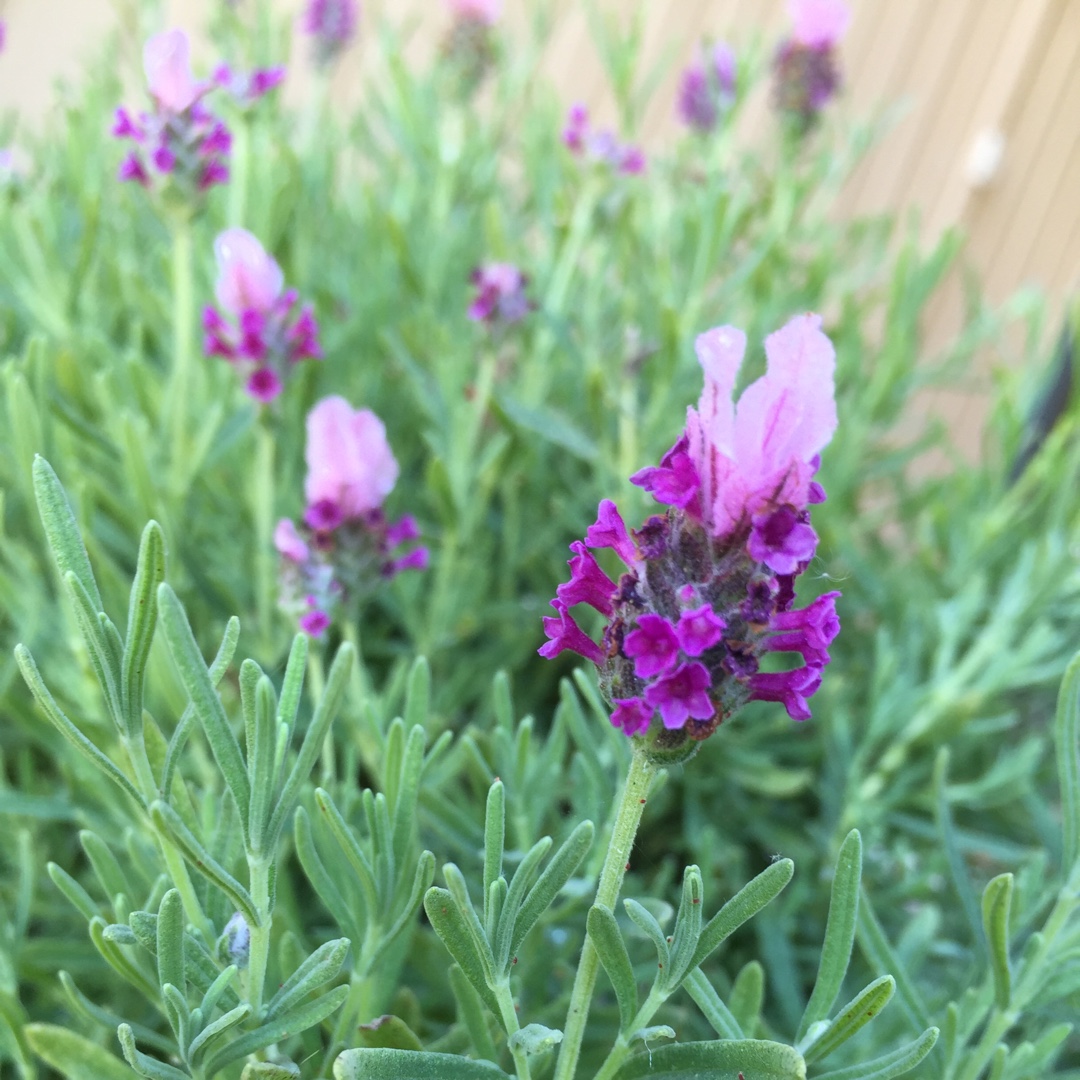 Lavender Little Posie Pink in the GardenTags plant encyclopedia