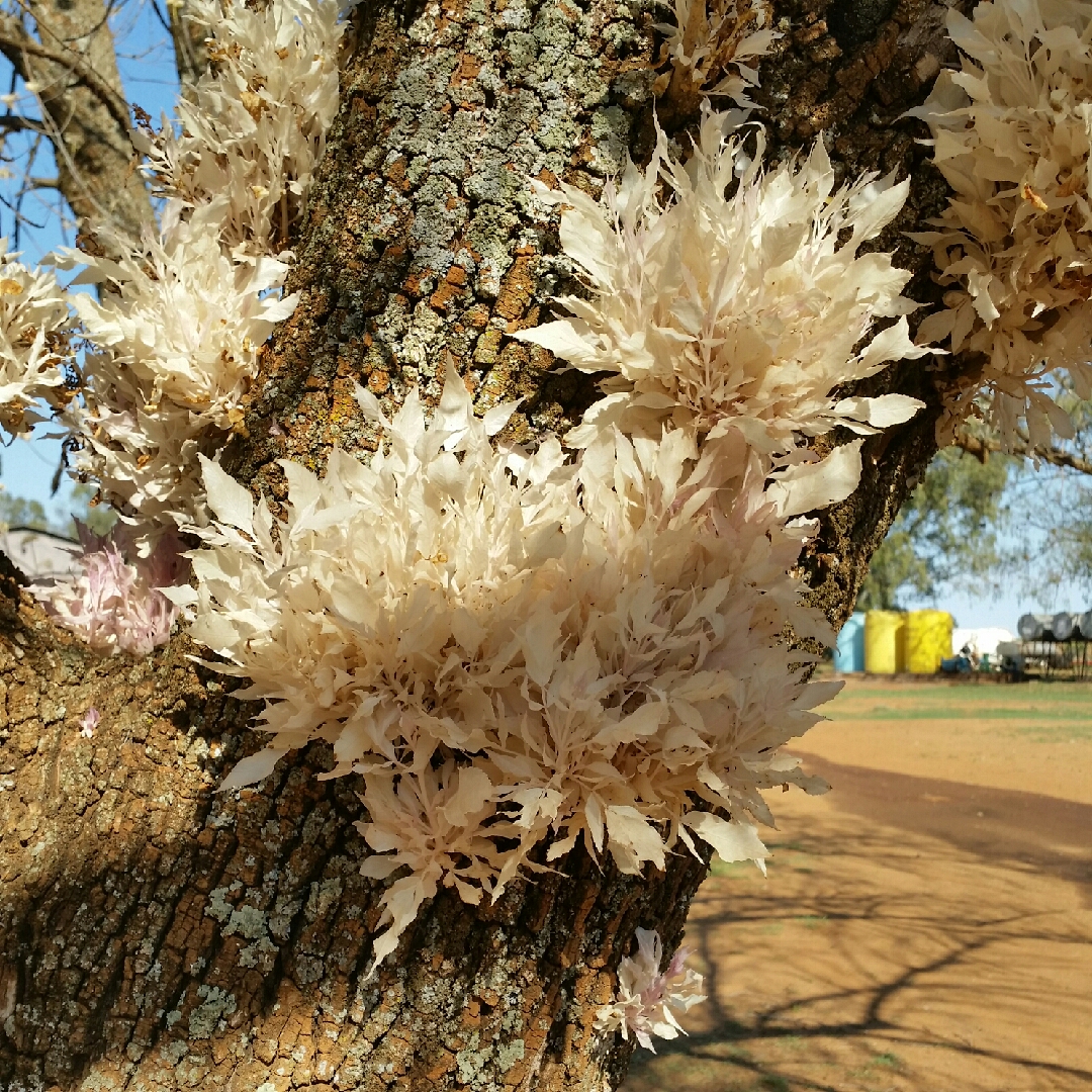 White Ash in the GardenTags plant encyclopedia