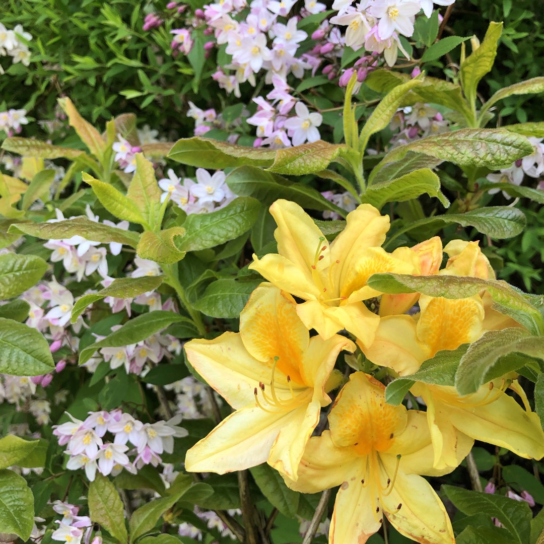 Azalea Harvest Moon in the GardenTags plant encyclopedia