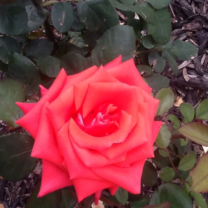 Hybrid Tea Rose Kardinal in the GardenTags plant encyclopedia