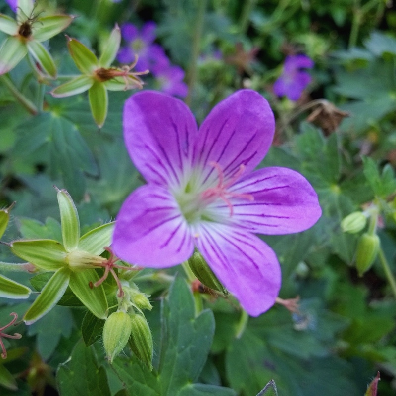 Cranesbill Fay Anna in the GardenTags plant encyclopedia