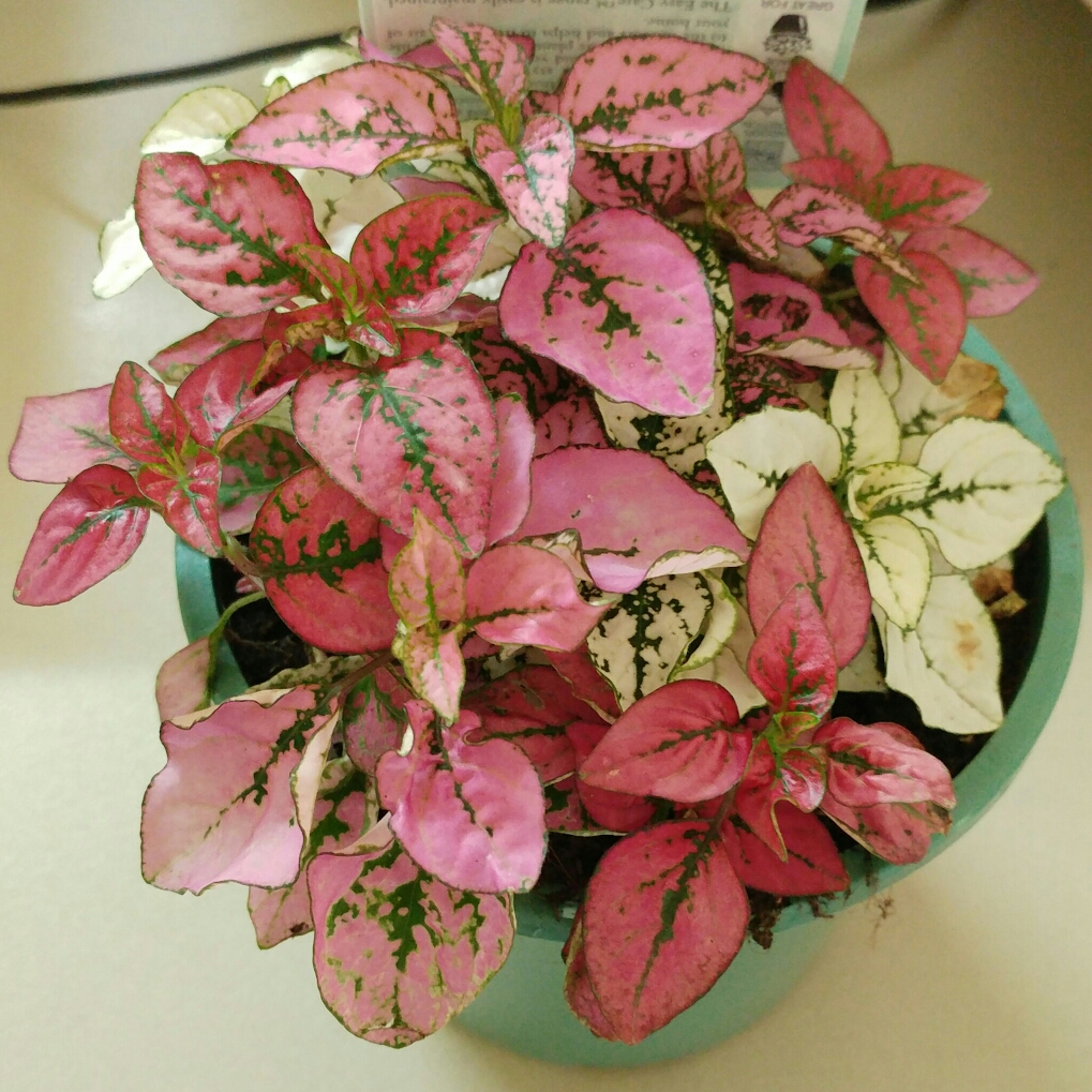 Hypoestes sanguinolenta 'Triple Splash', Polka dot plant 'Triple Splash ...