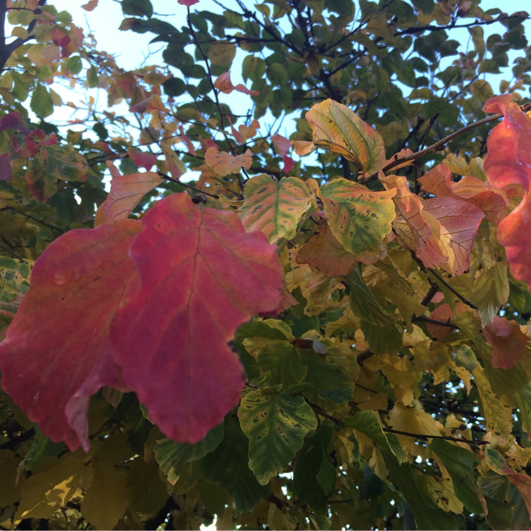 Persian Ironwood in the GardenTags plant encyclopedia