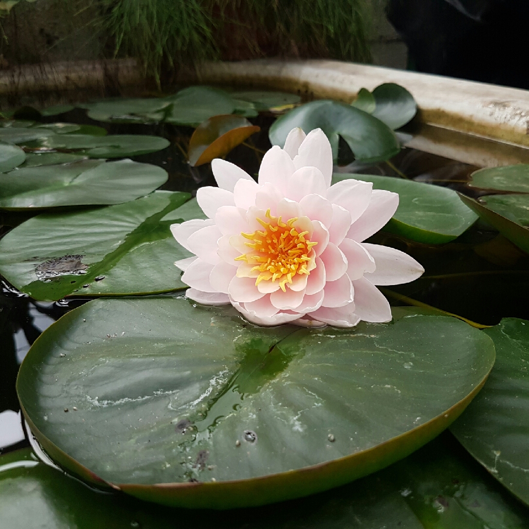 Pink Pygmy Water Lily in the GardenTags plant encyclopedia