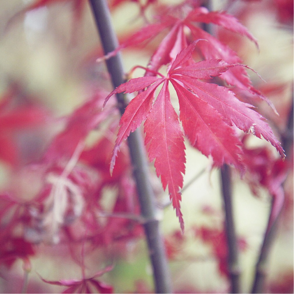 Japanese Maple Suminagashi in the GardenTags plant encyclopedia