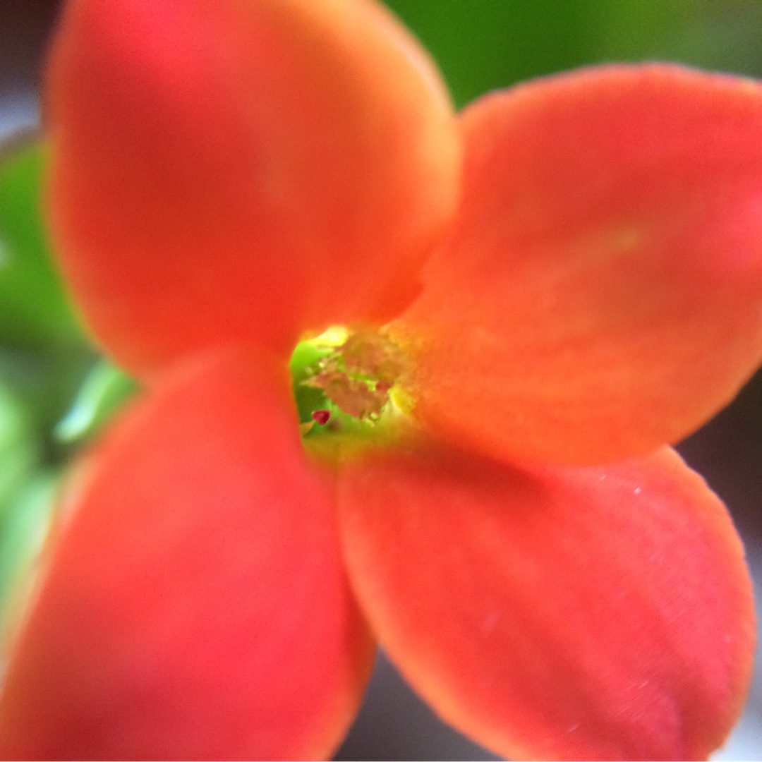 Christmas Kalanchoe orange in the GardenTags plant encyclopedia