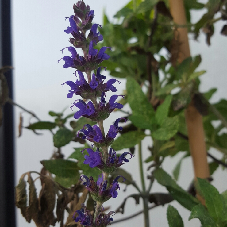 Balkan Clary Sage Lubecca in the GardenTags plant encyclopedia