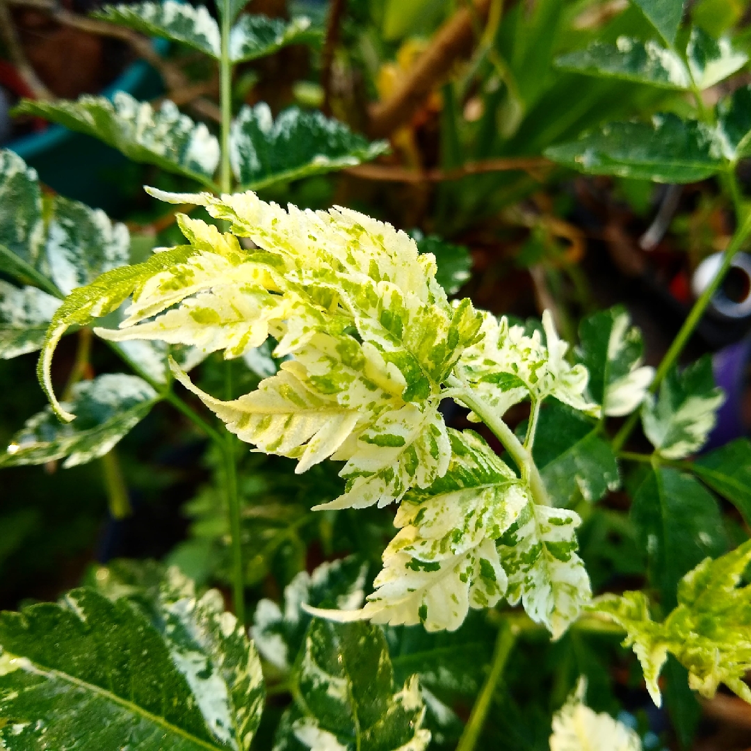 Chinaberry in the GardenTags plant encyclopedia