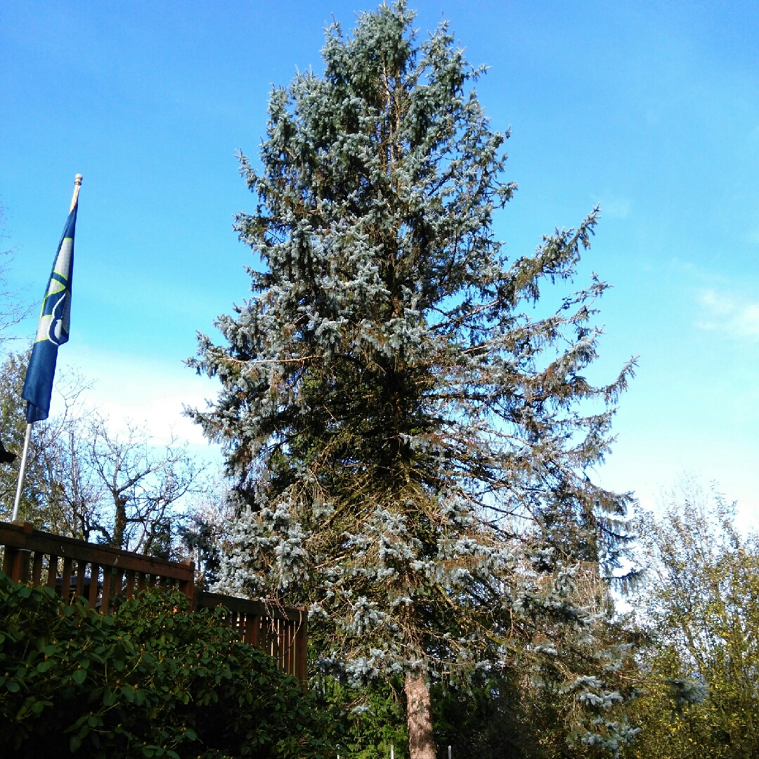 Blue Spruce in the GardenTags plant encyclopedia