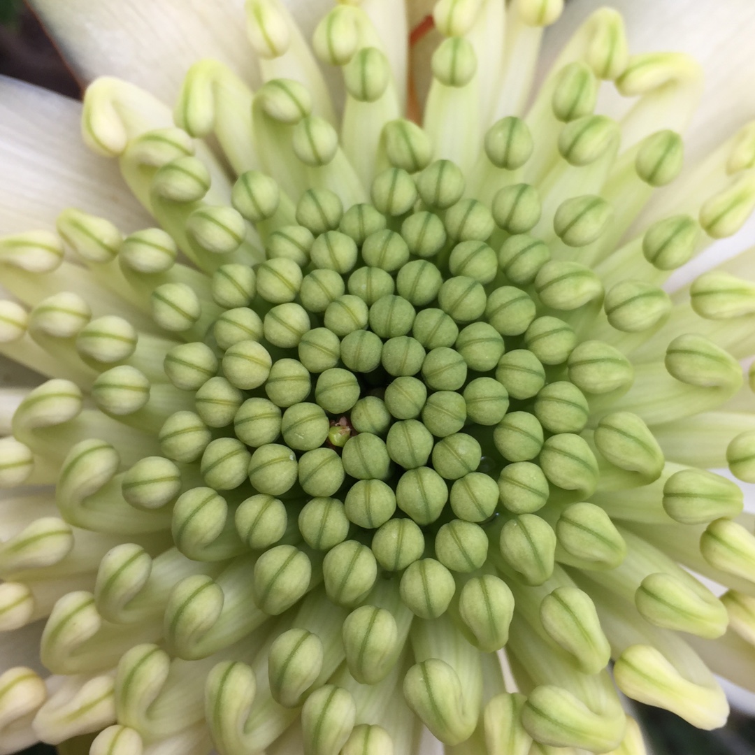 Waratah Wirrimbirra White in the GardenTags plant encyclopedia