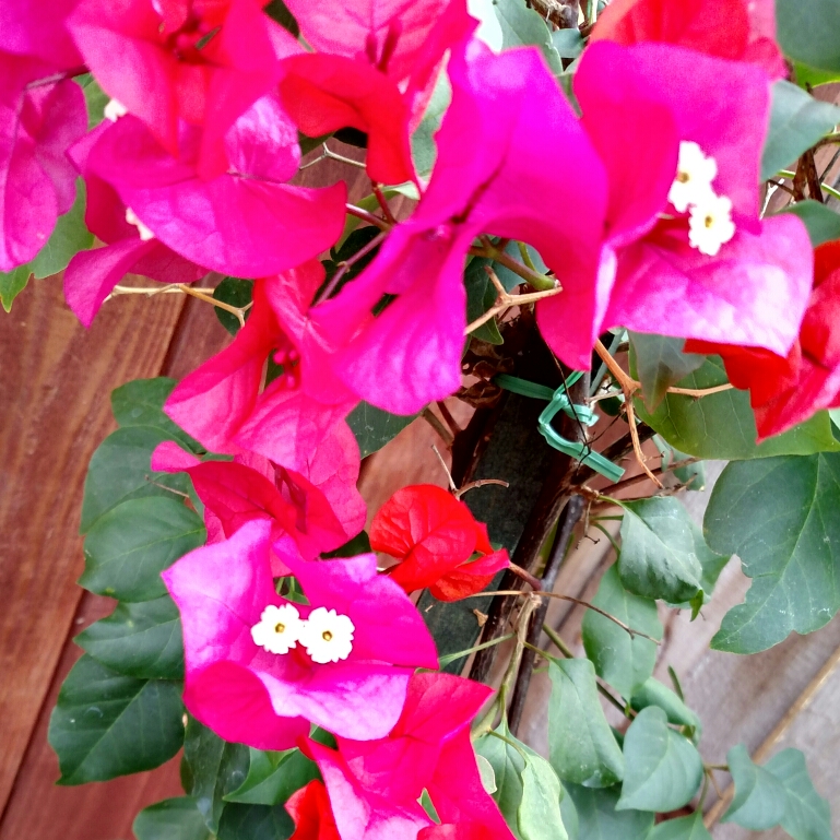 Bougainvillea James Walker in the GardenTags plant encyclopedia