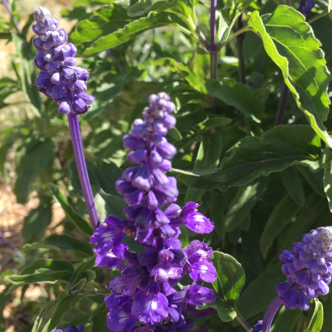 Salvia Royal Blue in the GardenTags plant encyclopedia