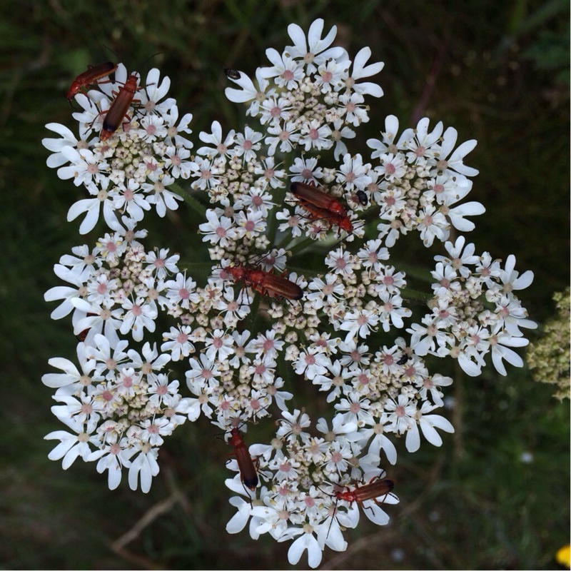 Hogweed in the GardenTags plant encyclopedia