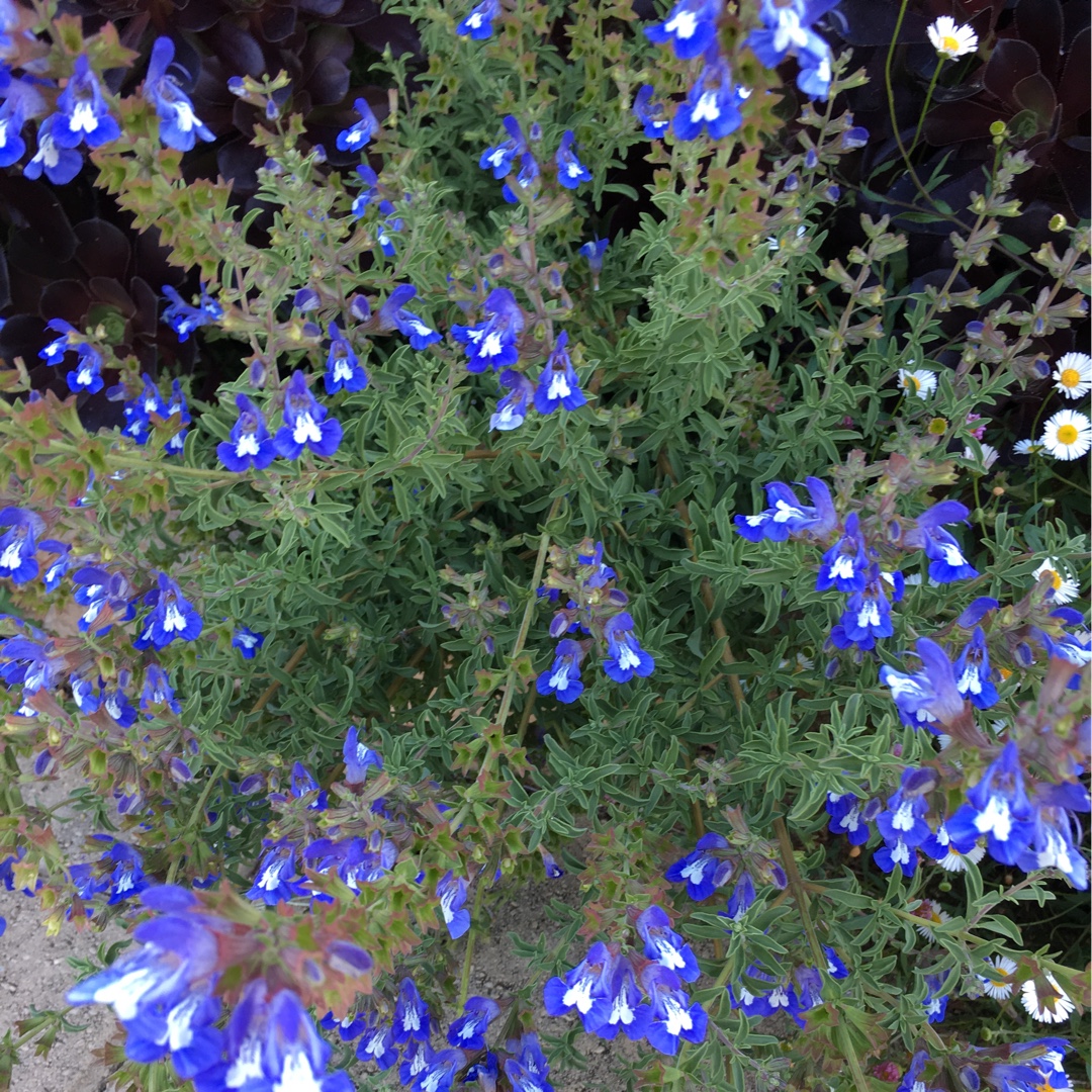 Salvia Blue Eyes in the GardenTags plant encyclopedia