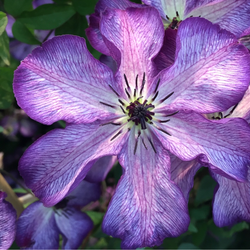 Clematis Super Nova in the GardenTags plant encyclopedia