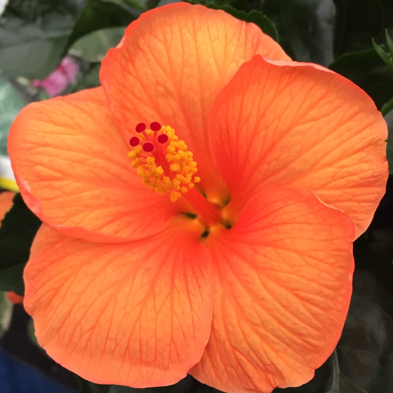 Chinese Hibiscus in the GardenTags plant encyclopedia