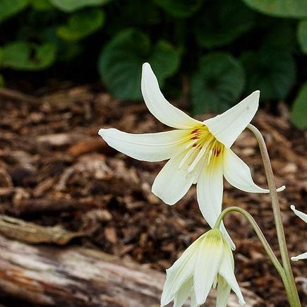 Tuolumne Dogtooth Violet in the GardenTags plant encyclopedia