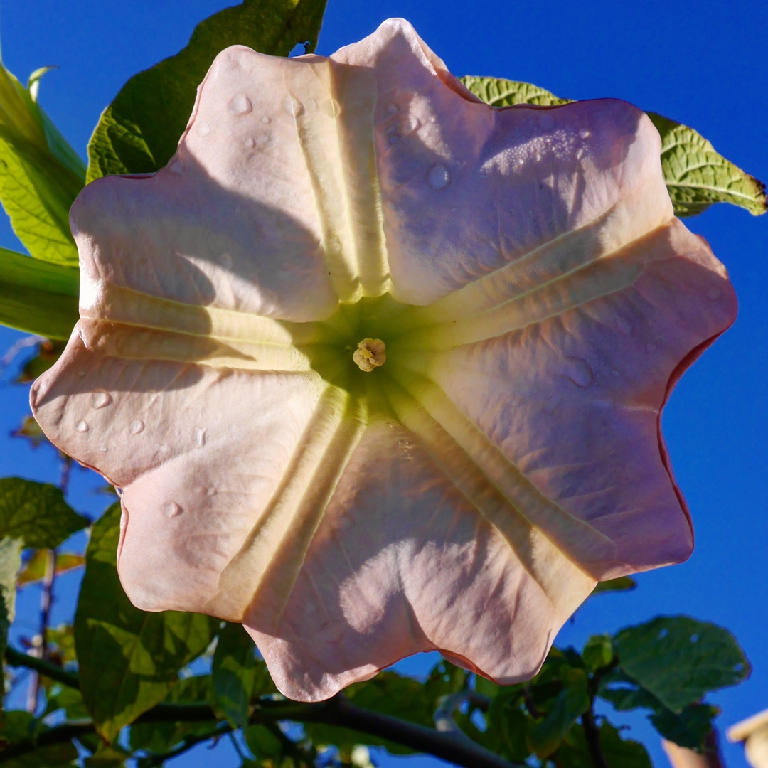 Angels Trumpet Flamenco in the GardenTags plant encyclopedia