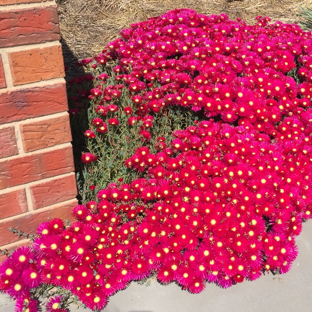 Livingstone Daisy Hot Pink Pig Face in the GardenTags plant encyclopedia