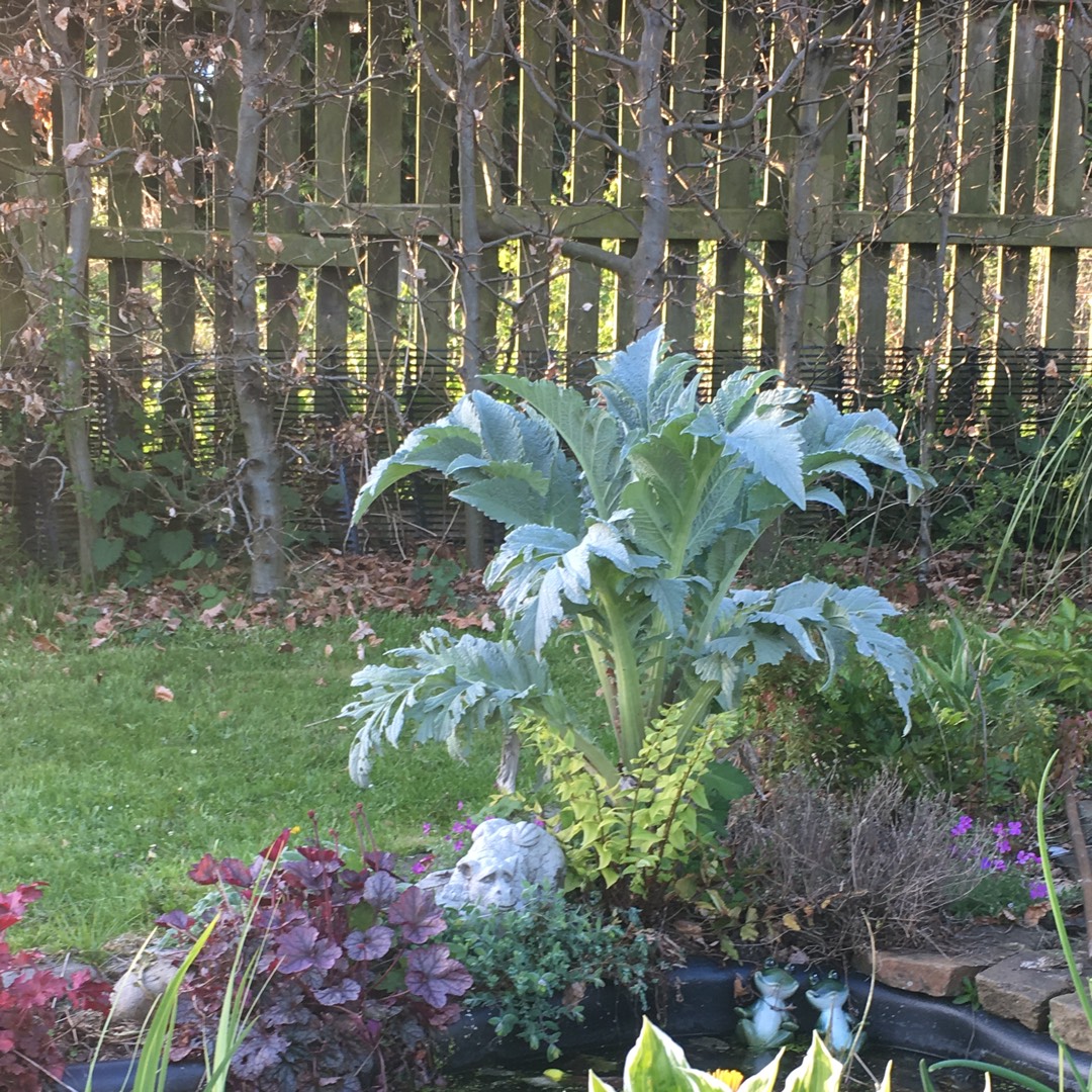 Globe Artichoke Herrgårds in the GardenTags plant encyclopedia