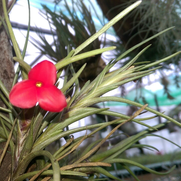 Airplant (Species) Tillandsia albertiana in the GardenTags plant encyclopedia