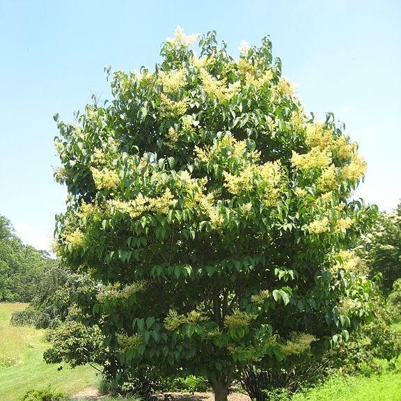 Japanese Tree Lilac in the GardenTags plant encyclopedia