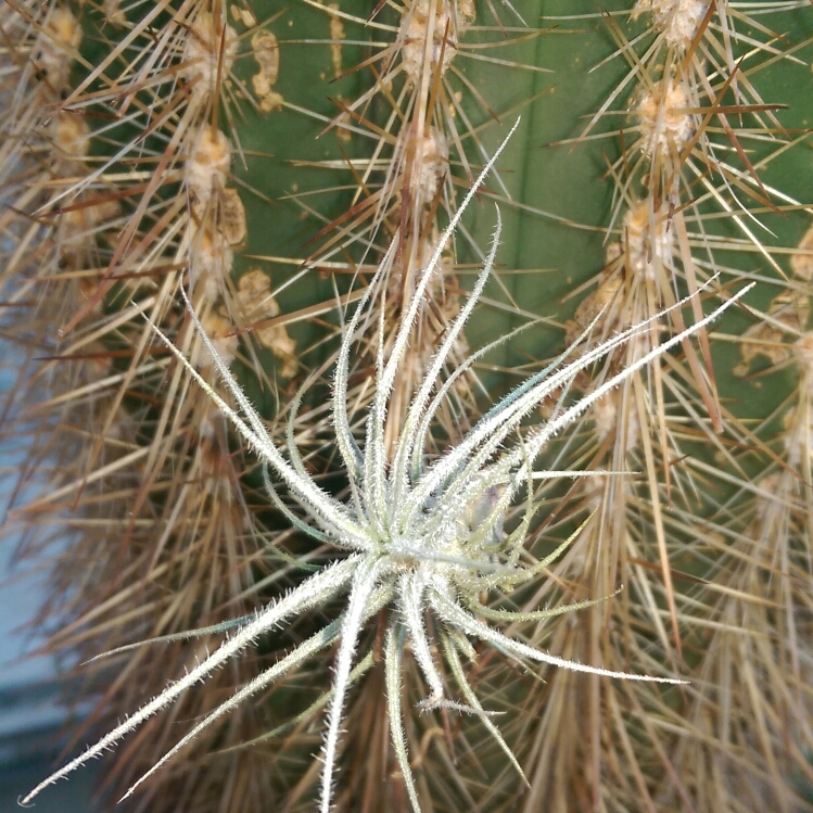 Airplant (Species) Tillandsia tectorum in the GardenTags plant encyclopedia