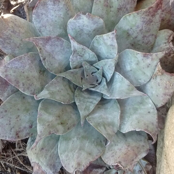 Chalk Dudleya in the GardenTags plant encyclopedia