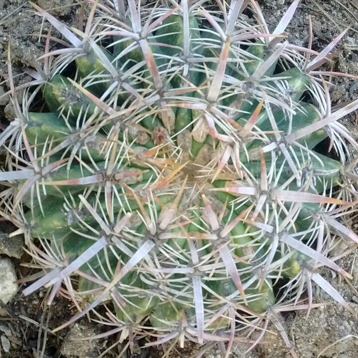 California Barrel Cactus in the GardenTags plant encyclopedia