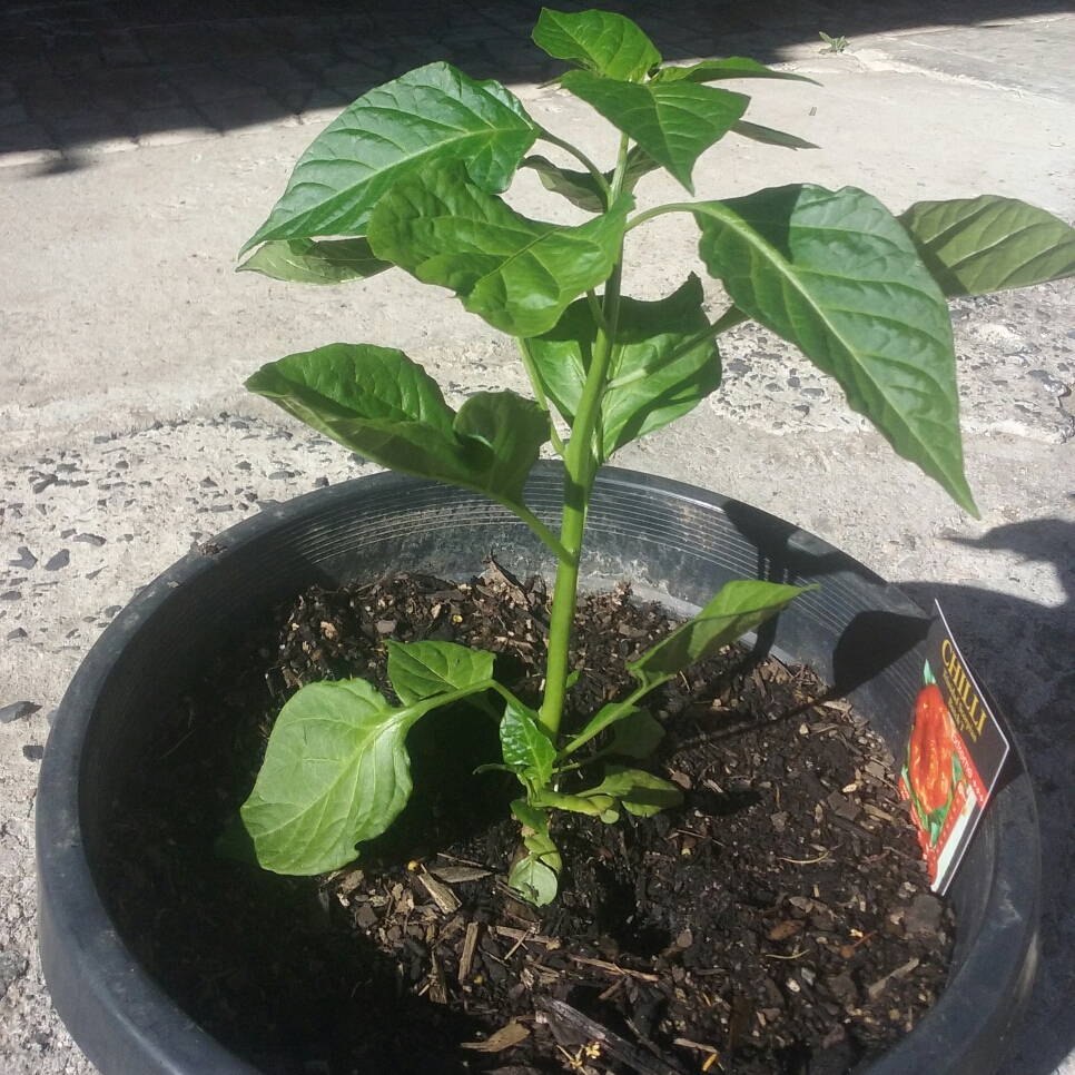 Chilli Pepper Butch T Red Scorpion in the GardenTags plant encyclopedia